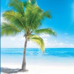 artist image Robbins Island Music Group Feline Friends (Music for Cats 101) Solo Journey (Piano Pieces to Relax, Reflect and Heal)
