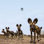 album image Entertainment Fever